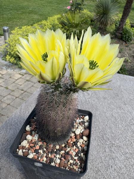 Echinocereus dasyacanthus